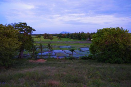 Rice paddies in Polonnaruwa in Sri Lanka 