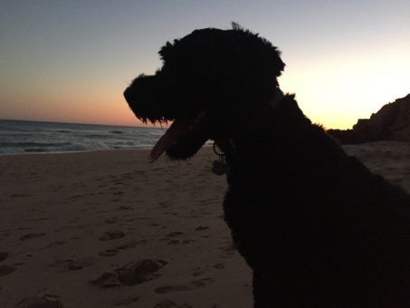 Roef, the Portuguese Water Dog on the beach at sunset