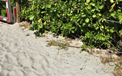 Iguana on Miami Beach, Florida