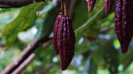 Red cacao fruit at Finca La Candelaria cacao farm, Minca, Colombia