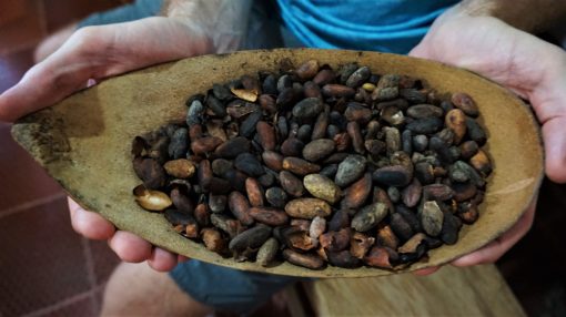Roasted cacao beans in Minca, Colombia