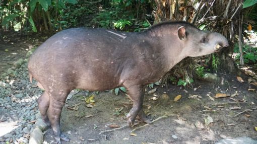 A tapir who regularly visits Madidi Jungle Ecolodge in Bolivia