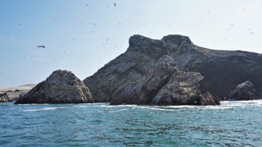 So many sea birds nesting and flying around the Ballestas Islands in Peru