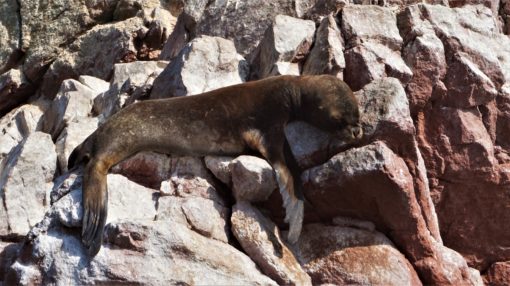 Sea lion relaxing on the rocks on the Ballestas Islands in Peru
