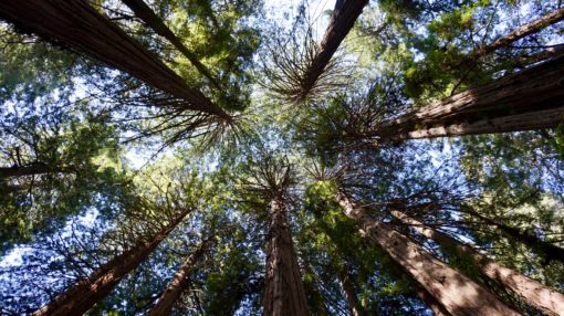 Tops of giant Sequoia Trees in Muir Woods, California