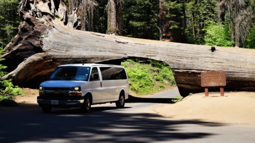 Van driving through a fallen Sequoia Tree in Sequoia National Park, California