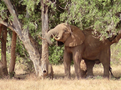 African Elephant on Safari