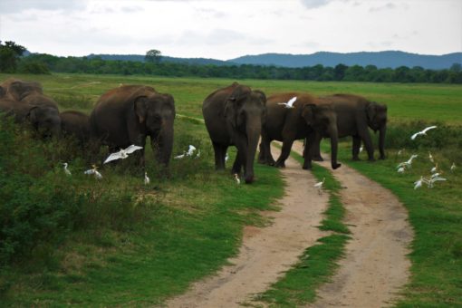 Elephants at Kaudulla National Park, Sri Lanka