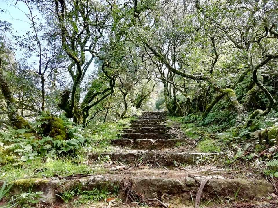 Stairs surrounded by trees in the Bussaco Forest, Portugal