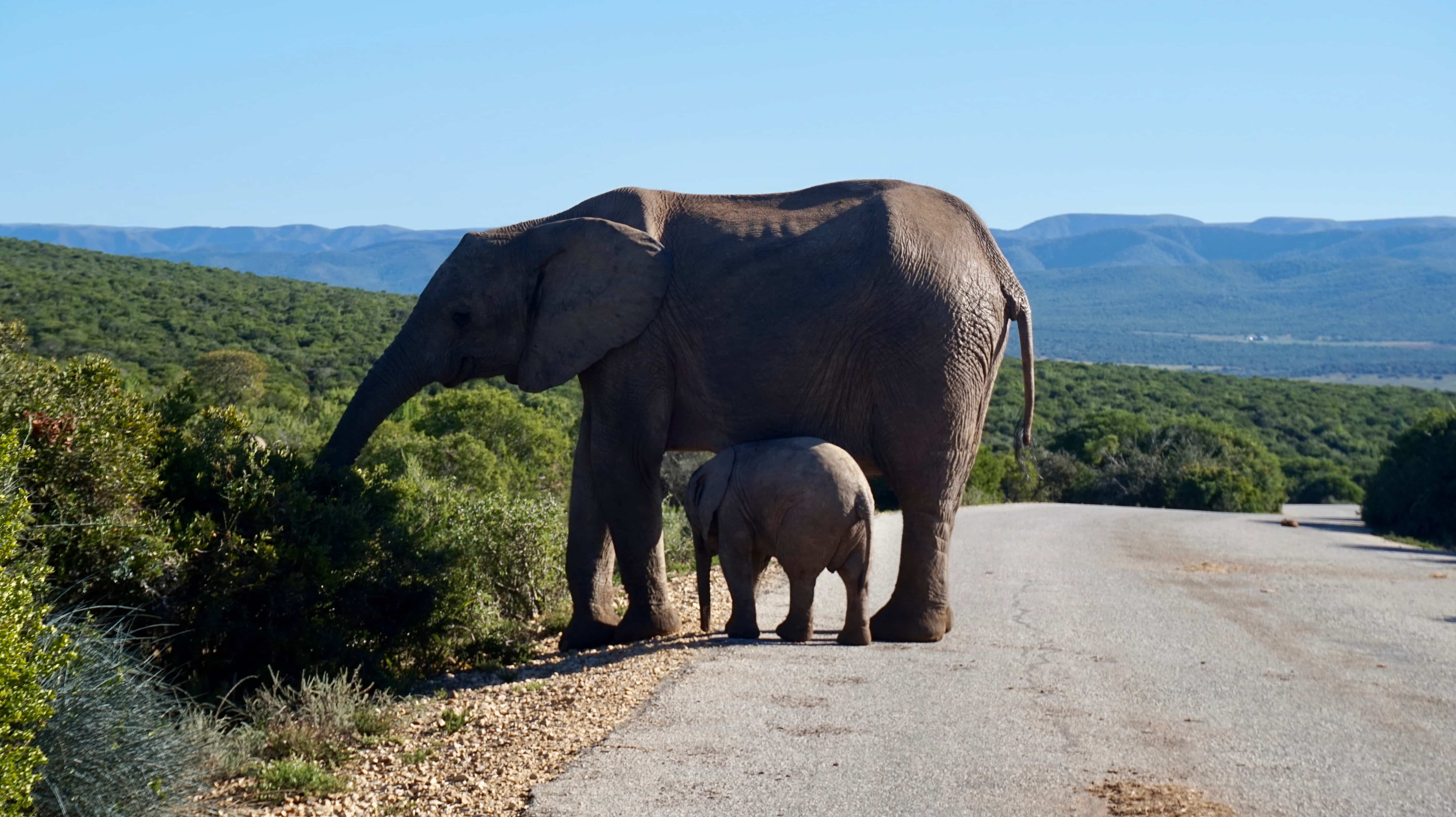 Mother and baby elephant on the road at Addo Elephant National Park