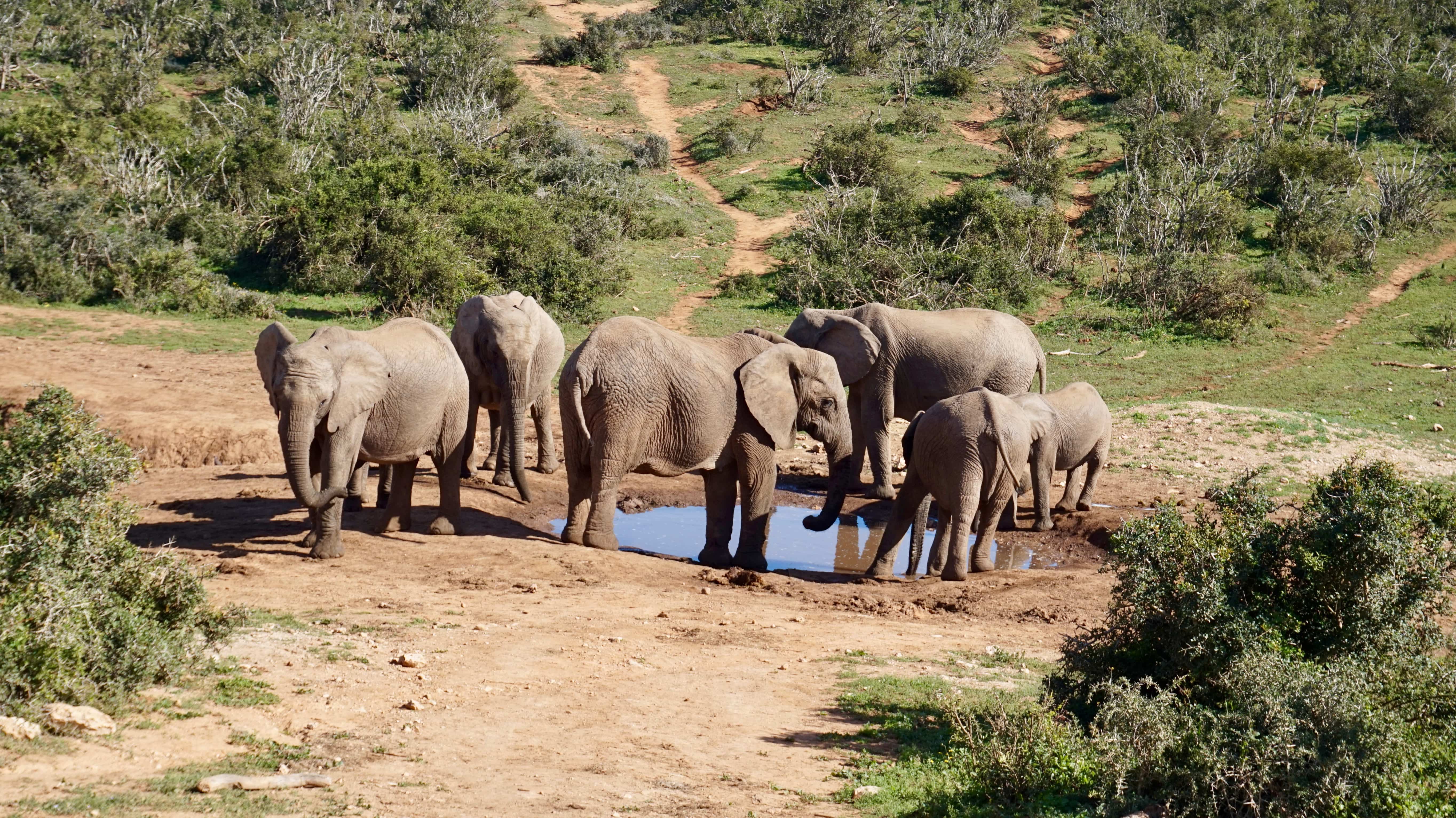 Elephants at the water hole in Addo Elephant National Park, South Africa