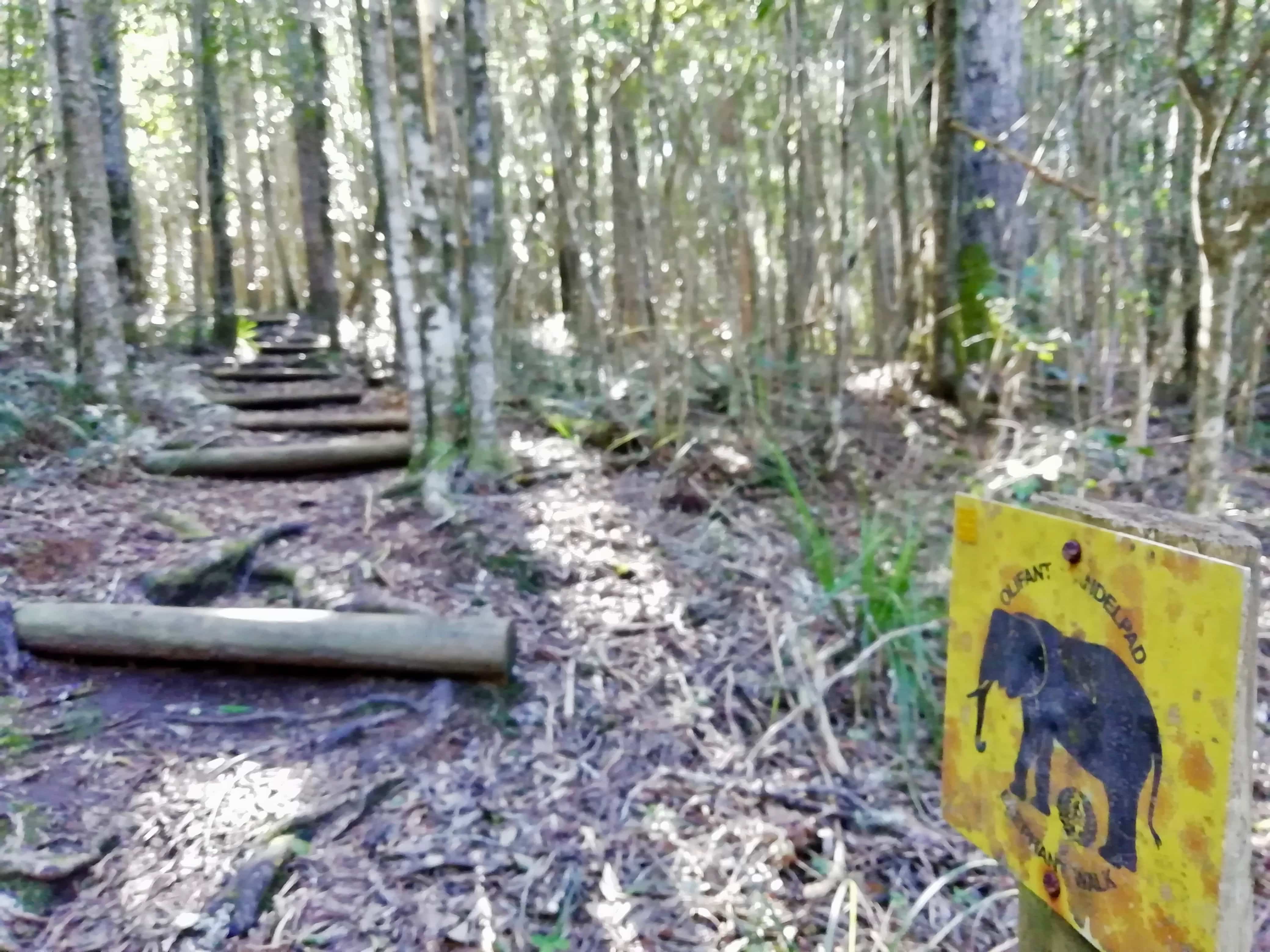 Black Elephant Loop hike at Diepwalle Forest Station, Garden Route