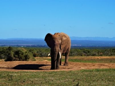 Adult male elephant at Addo Elephant National Park