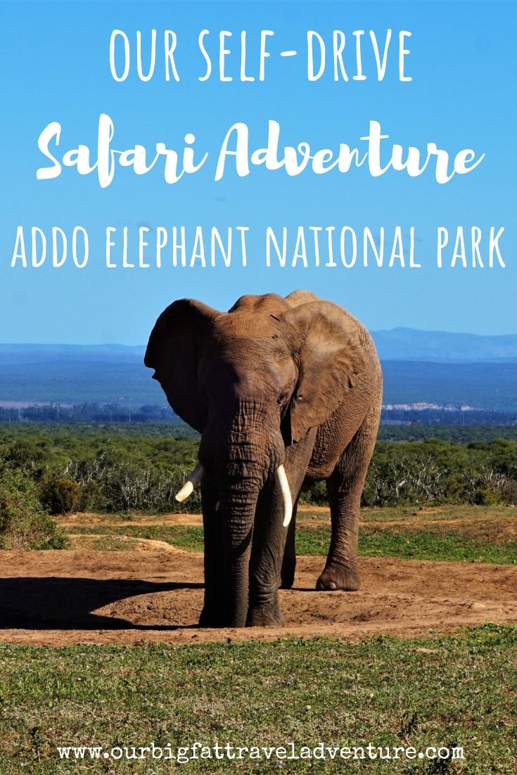 Our Self-Drive Safari Adventure at Addo Elephant National Park, Pinterest Pin