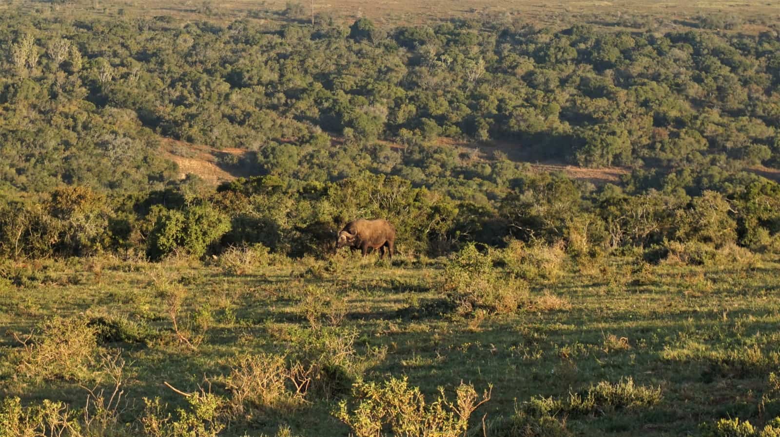 Can you spot the buffalo? Addo Elephant National Park