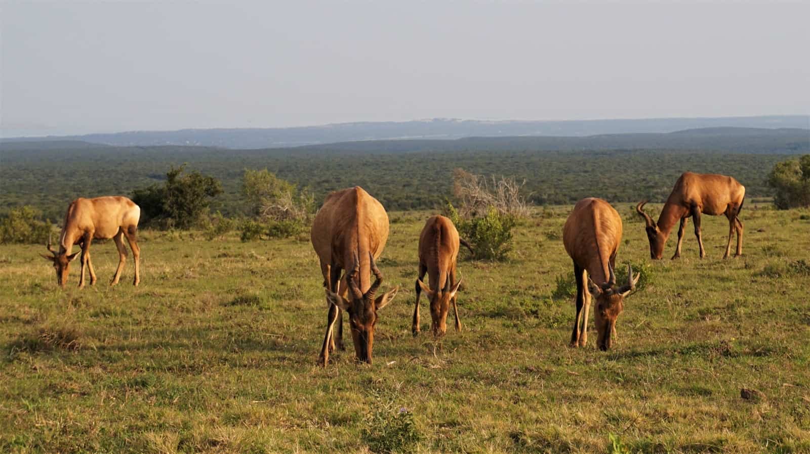 Red Hartebeest grazing at dusk in Addo Elephant National Park, South Africa