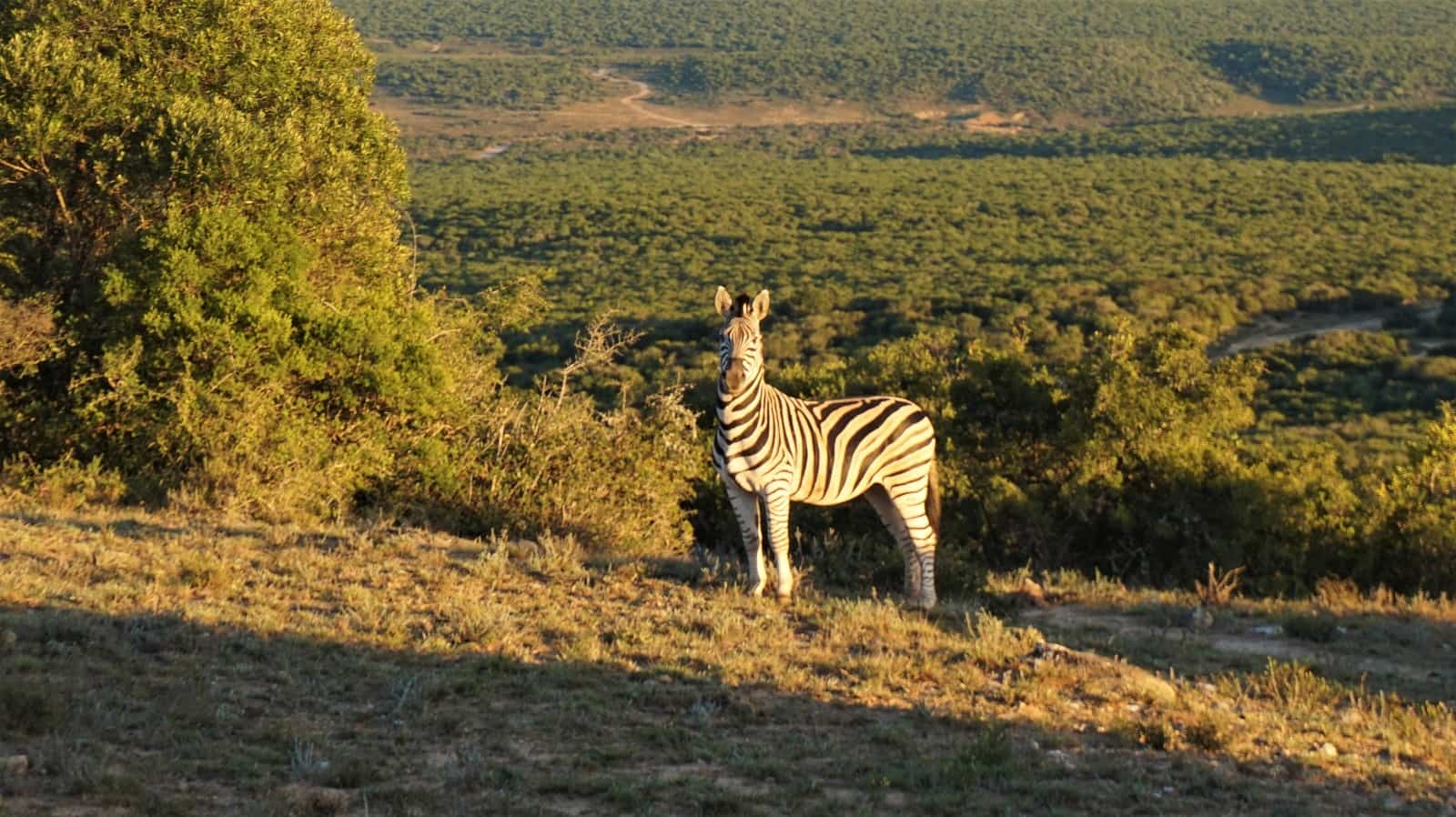 Zebra at Addo Elephant National Park