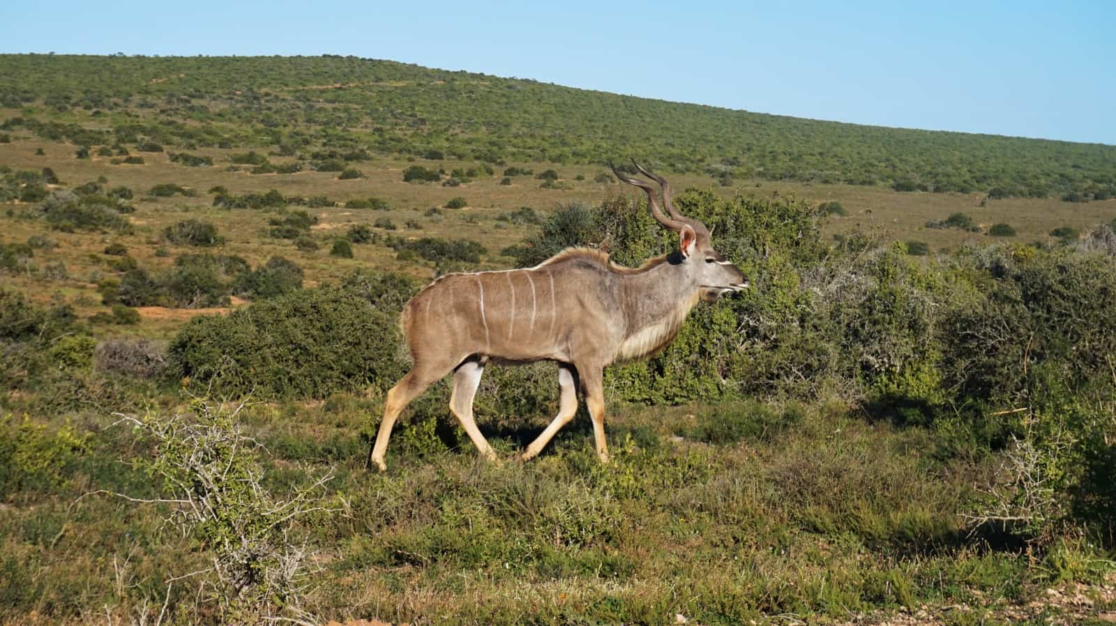 Adult male kudu at Addo Elephant National Park