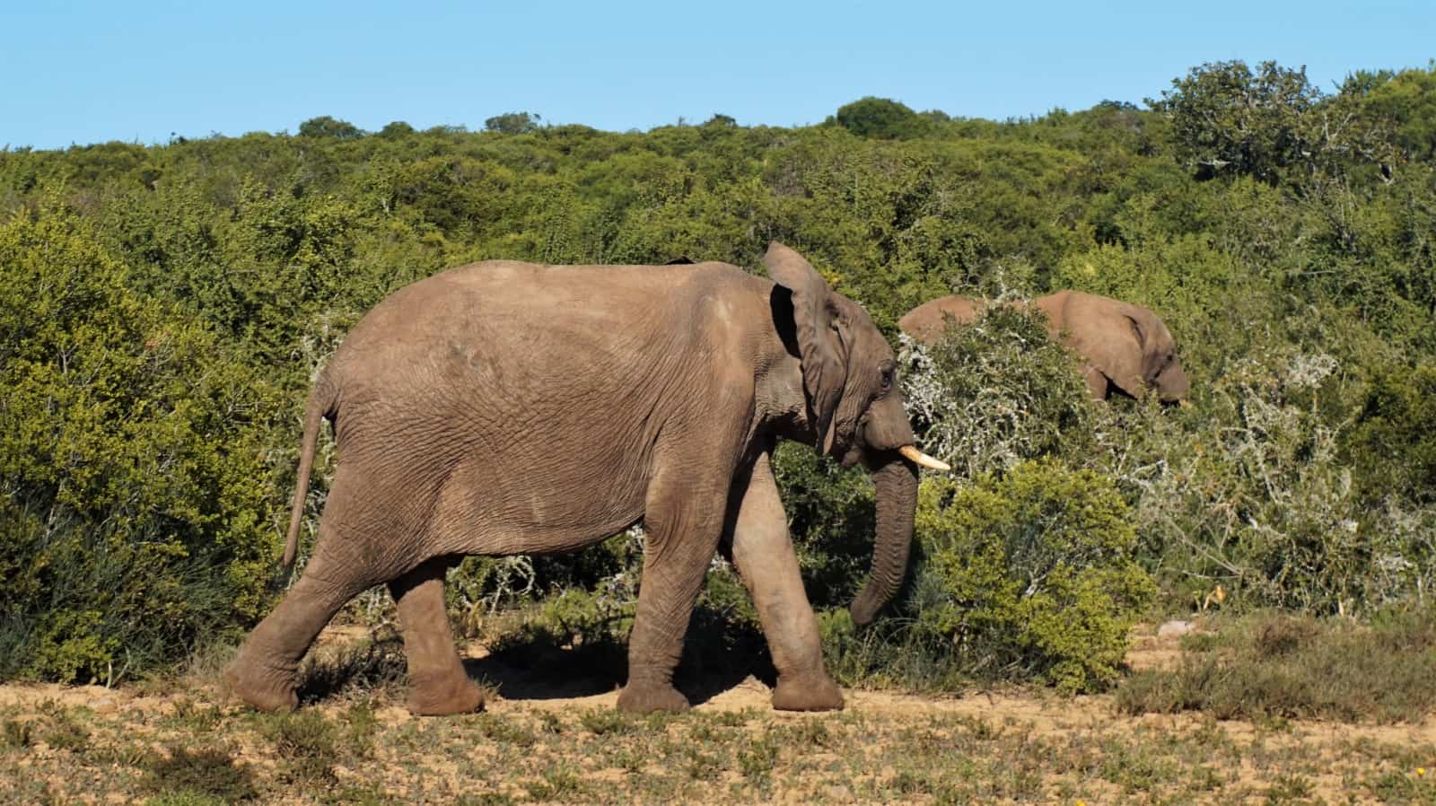 Young elephant at Addo Elephant National Park, Eastern Cape, South Africa