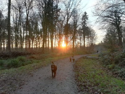 Dog walk in Hampshire