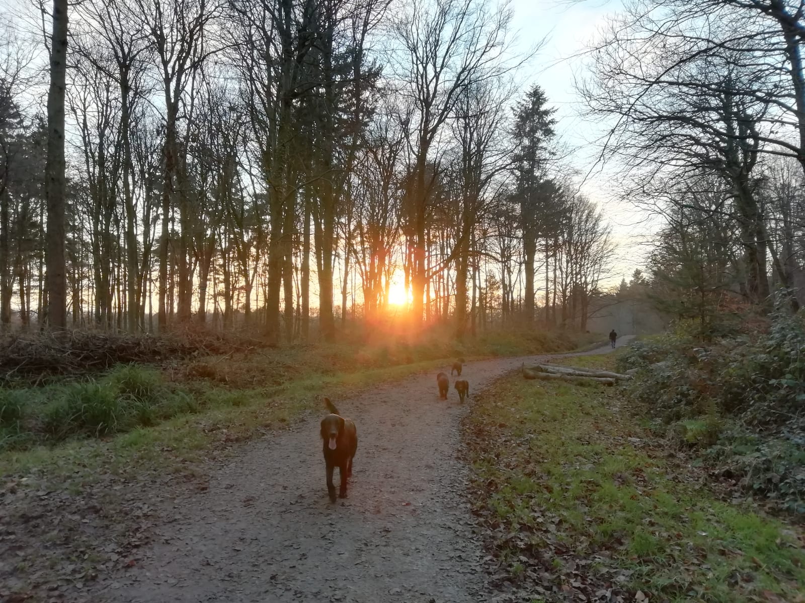 Dog walk in Hampshire woods