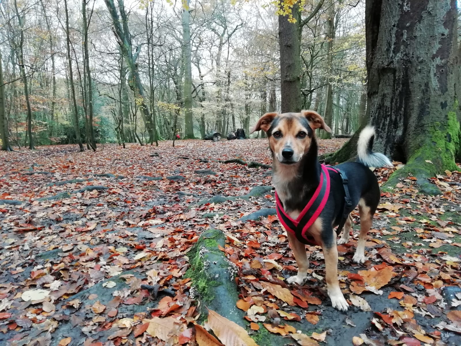 Dog walk in Trent Park, North London