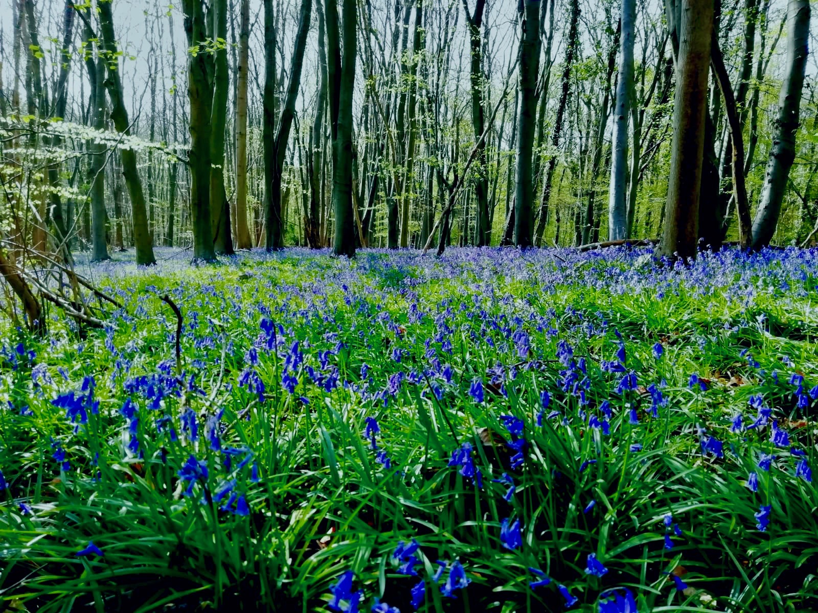 Bluebell Forest in full bloom