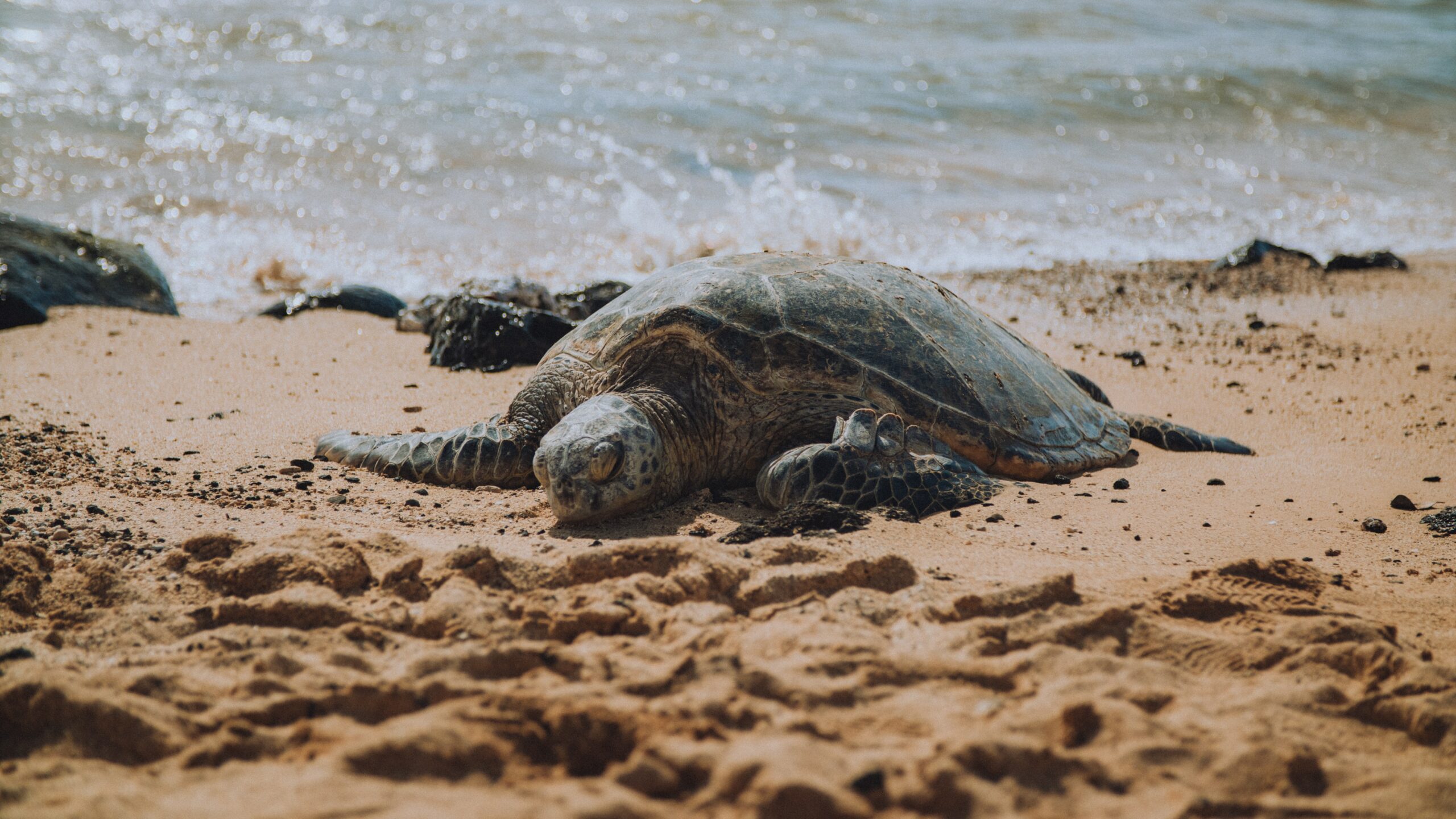 Look out for sea turtles on Poipu Beach, Hawaii