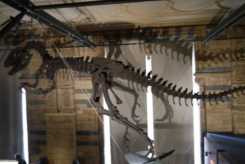 T-Rex Skeleton at the Natural History Museum