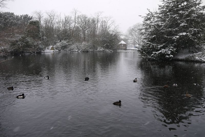 Ducks on the Frozen Lake