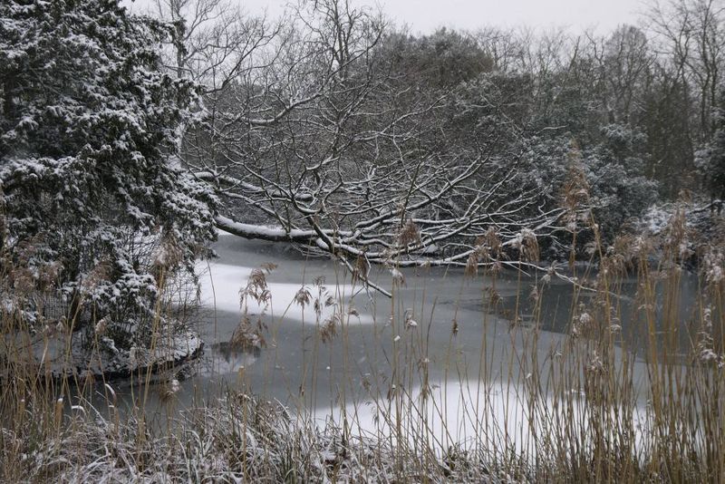 Frozen Lake in Dulwich Park