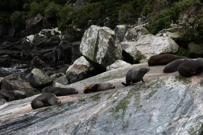 Seals at Milford Sound, New Zealand