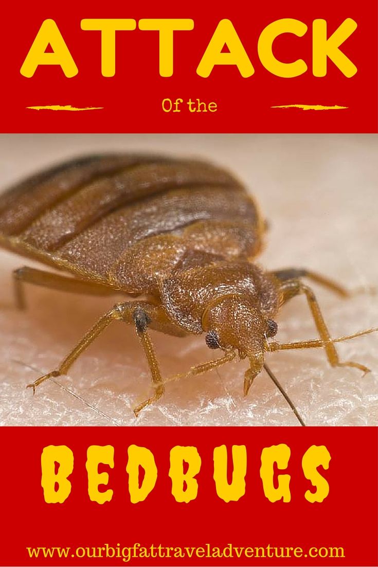 Attack of the bedbugs, Pinterest