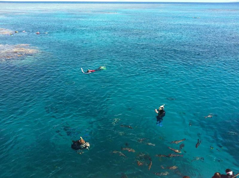 Snorkelling and diving on the Great Barrier Reef