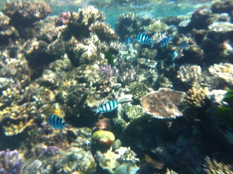 Great Barrier Reef Fish