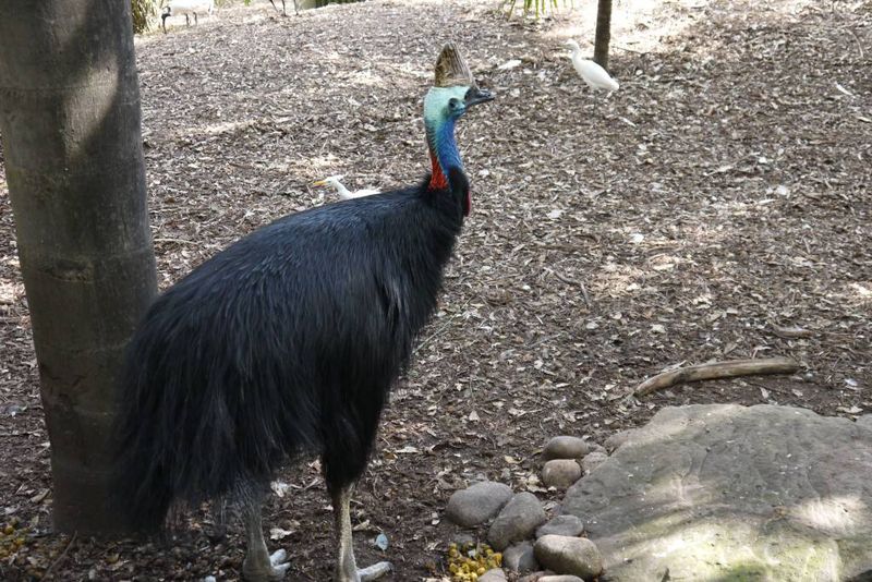 Cassowary at Featherdale