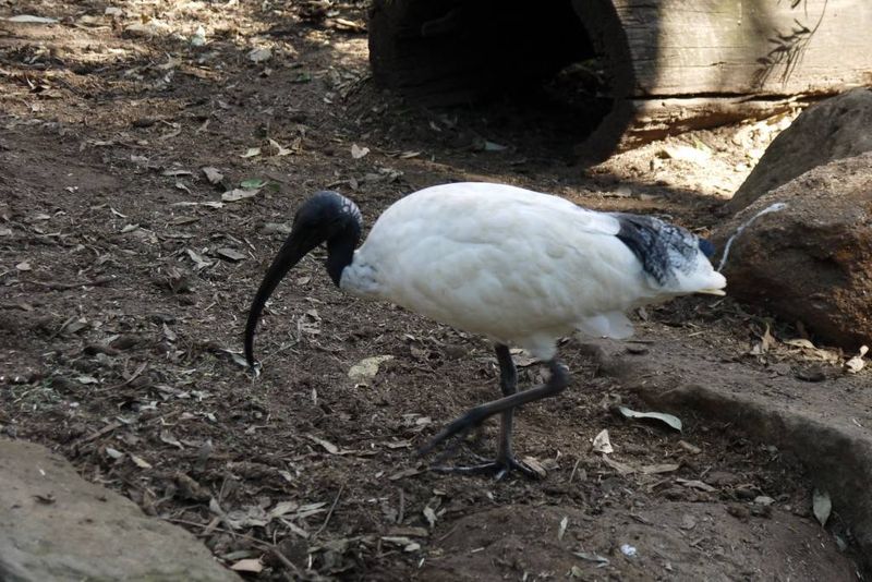 Ibis at Featherdale