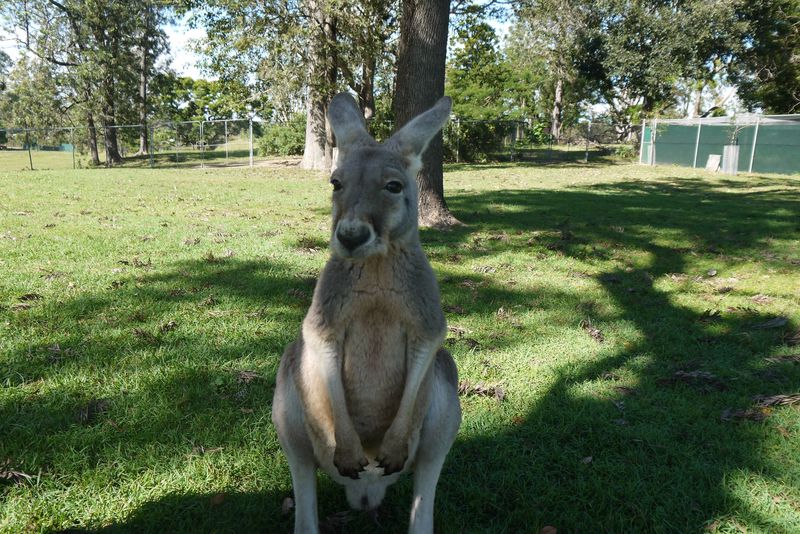 Kangaroo at Lone Pine Koala Sanctuary
