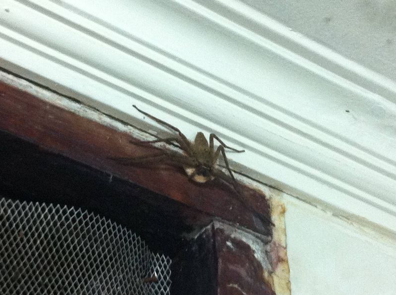 Giant Spider in Jakarta, Indonesia