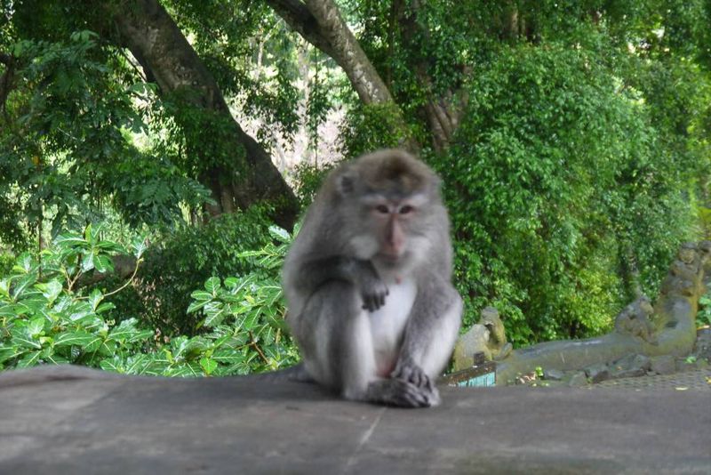 Macaque at the Monkey Forest. Ubud
