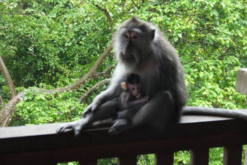 Mother and Baby Monkey at the Ubud Monkey Forest