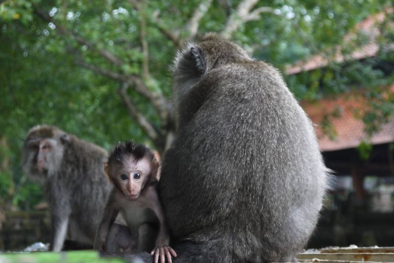 Baby Monkey at the Monkey Forest in Ubud