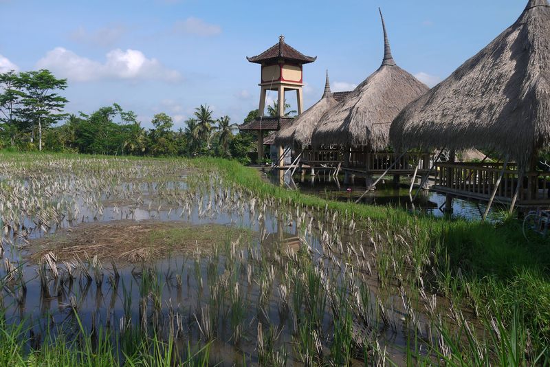 Rice Paddies in Ubud, Bali