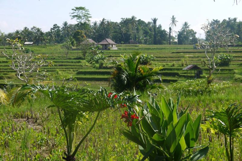 Ubud Bali