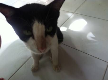 Stray Cat in Indonesia