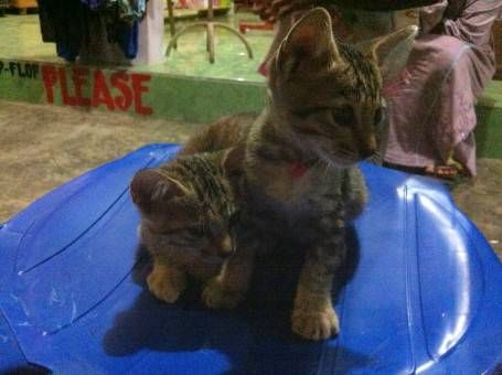 Kittens on Gili Trawangan