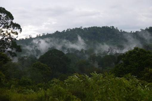 Jungles of Malaysian Borneo 
