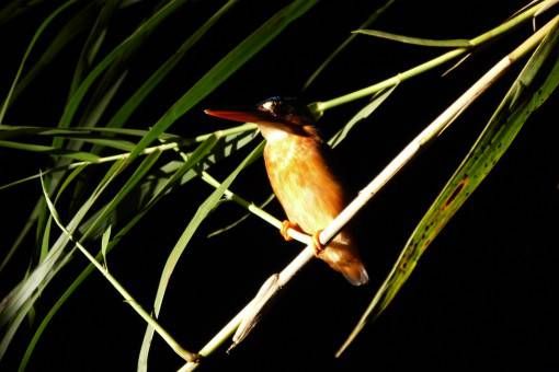Kingfisher at Night, Kinabatangan 