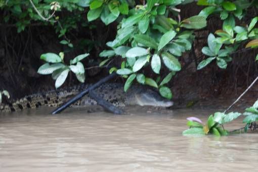 Crocodile on the Kinabatangan River