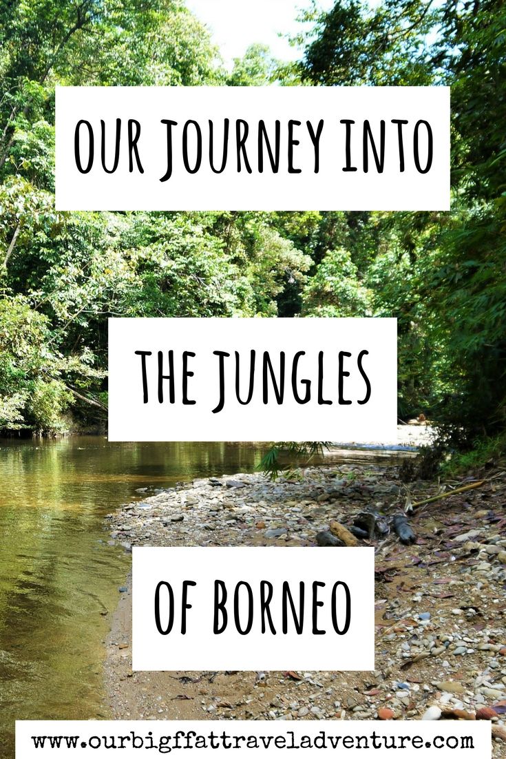 our journey into the jungles of borneo pinterest pin